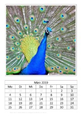 März_Blauer Pfau.pdf